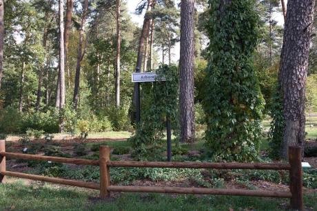 Ogród Botaniczny Arboretum Leśne w Nadleśnictwie Janów Lubelski